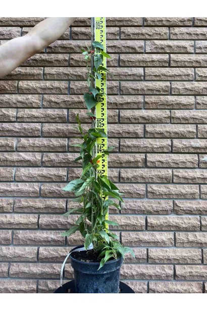 Актинидия аргута Джамбо - 3л/вис.60-80см/Ø15-20см